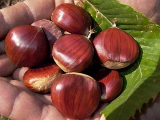 castagna castagne