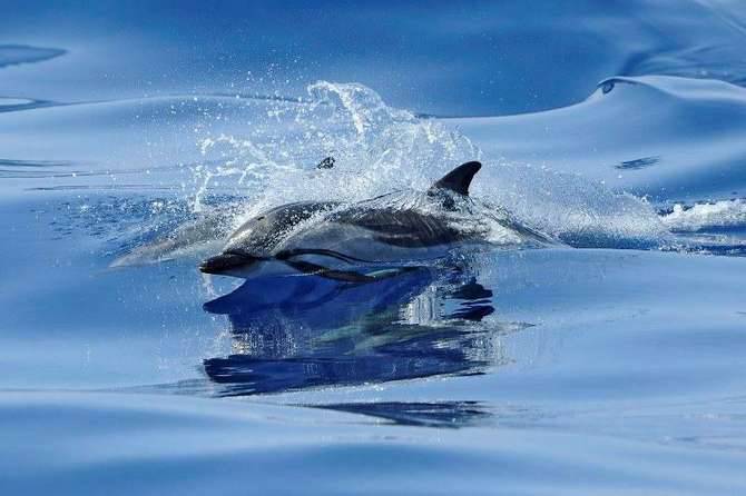 Mentone, disavventura a lieto fine per un delfino spiaggiato e ferito: dopo le cure ritorna in mare