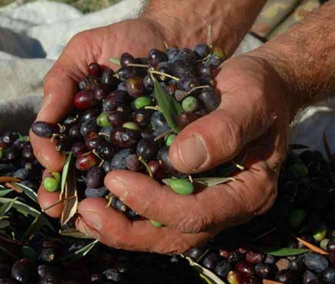 Ottima annata per le olive: raccolta già iniziata e abbondante. Allavena: “L’iter di attribuzione del marchio Dop deve accelerare”