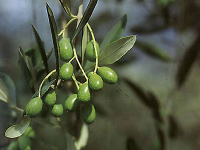 olive olio