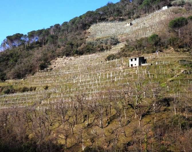 La coltivazione nelle fasce, tipica del paesaggio ligure