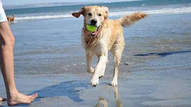 spiaggia cani