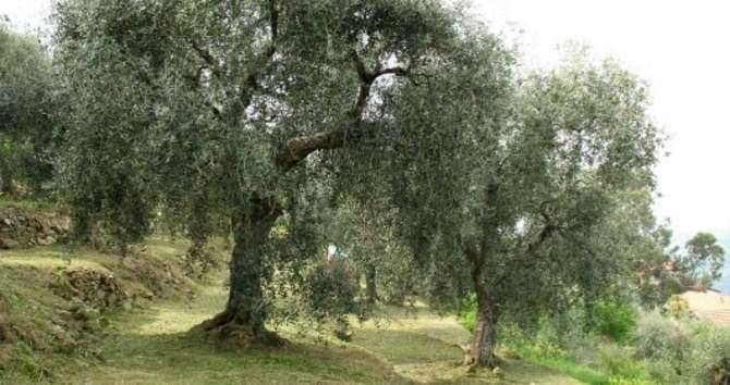 paesaggio olivicolo