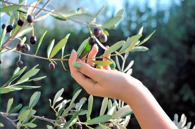 Dolcedo, “cultivar taggiasca” o “giuggiolina”? La Guerra dell’Olio approda in Consiglio comunale