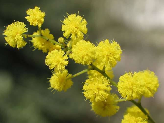 Nei giorni della merla fiorisce la mimosa, Coldiretti Liguria: «L’inverno fa impazzire i fiori»