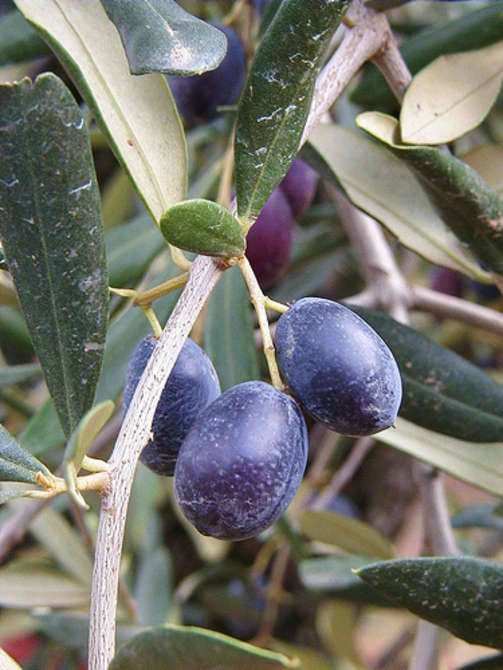 Ottima annata per le olive: raccolta già iniziata e abbondante. Allavena: “L’iter di attribuzione del marchio Dop deve accelerare”