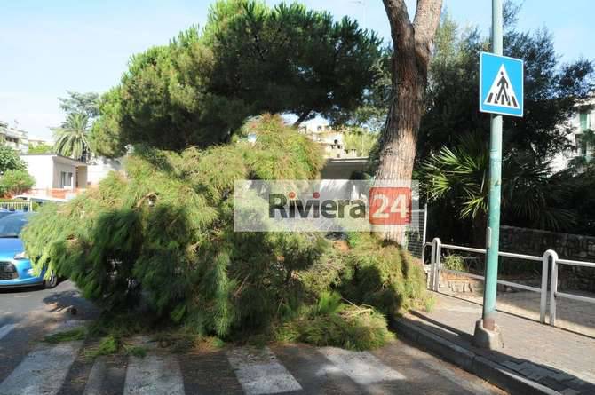 Albero pino caduto via Padre Semeria Sanremo