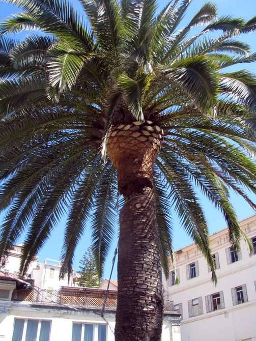 Palma abbattuta piazza eroi