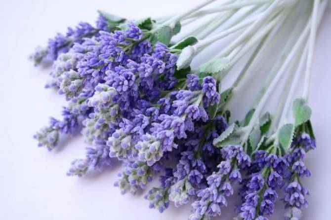 La Lavanda della Riviera dei Fiori all’EXPO di Milano