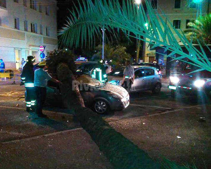 Bordighera, spavento in centro città: una palma crolla su un’auto vicino al comando della Polizia Locale