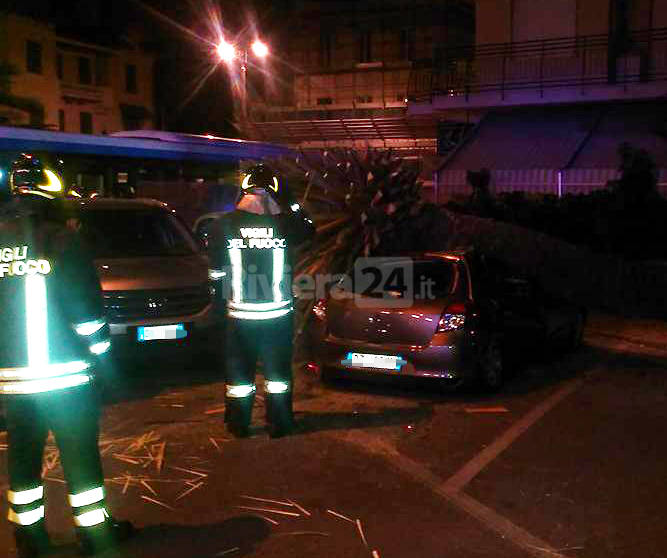 Bordighera, spavento in centro città: una palma crolla su un’auto vicino al comando della Polizia Locale