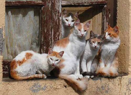 gatti gatto colonia felina