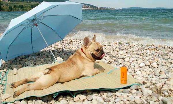 spiaggia per cani