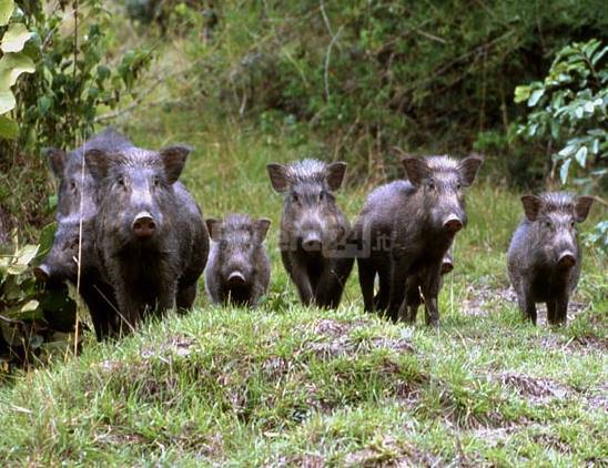 Fauna selvatica, Coldiretti Liguria: «Cresce il numero di esemplari e aumentano pericoli»