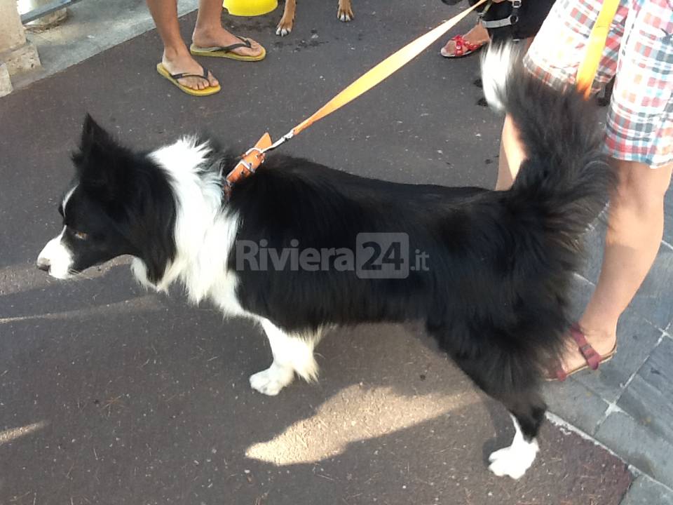 Spiaggia per cani, ora a protestare a Imperia sono stati i padroni