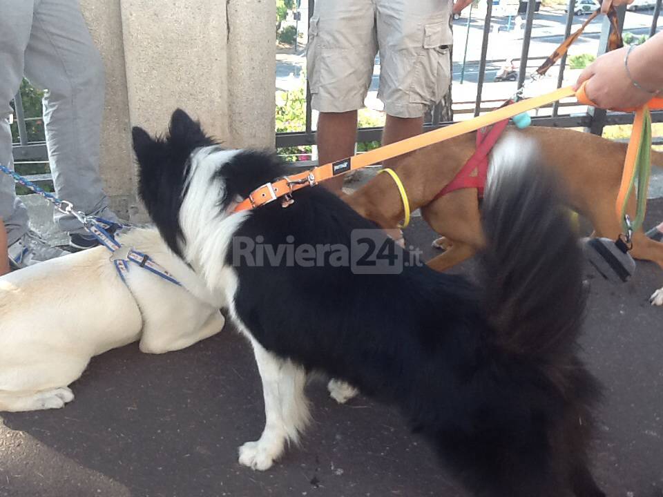 Spiaggia per cani, ora a Imperia tocca ai padroni dire la loro