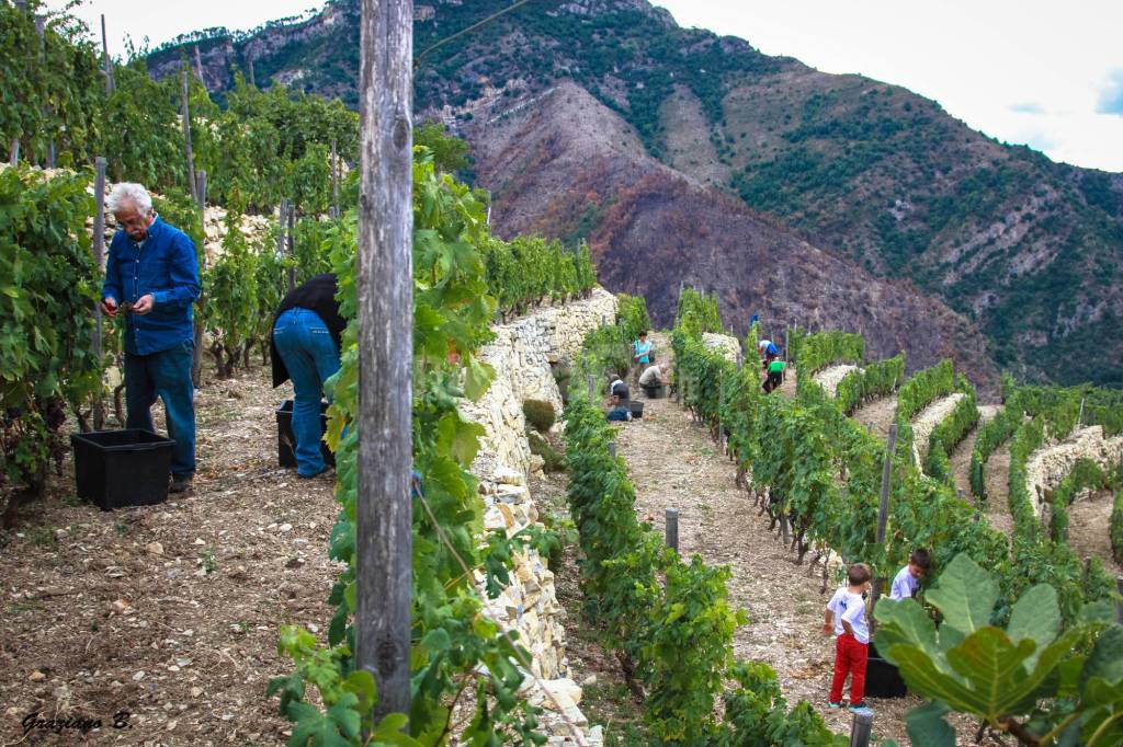 Fare il vino come una volta, il Roccese di Airole fra tradizione e modernità