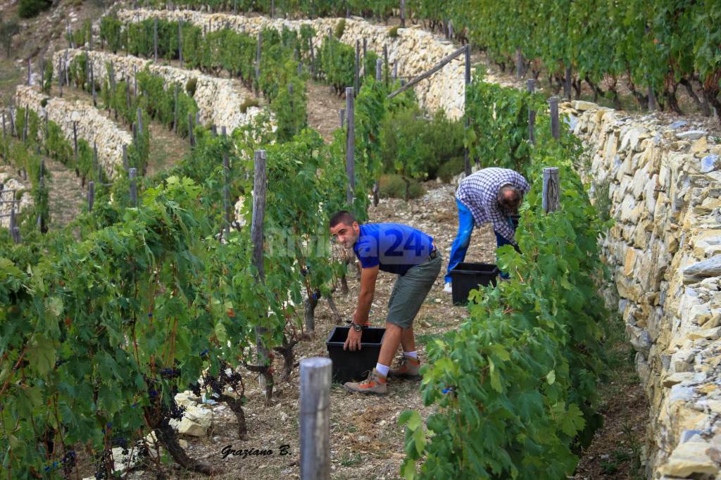 Fare il vino come una volta, il Roccese di Airole fra tradizione e modernità