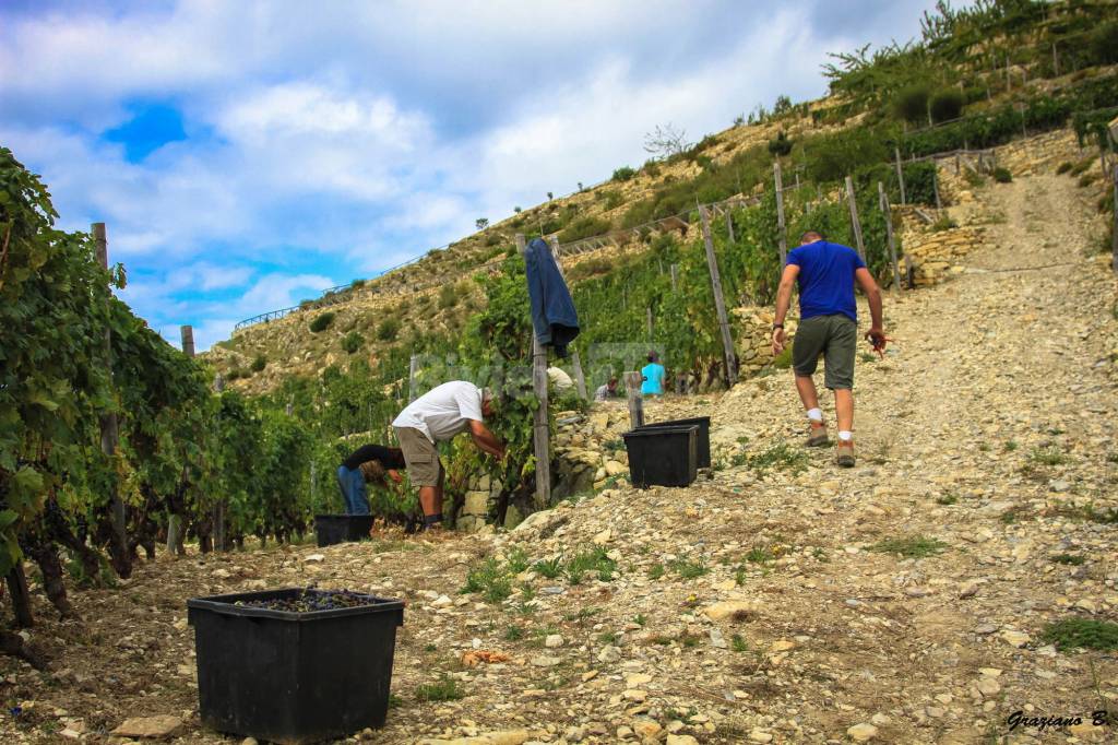 Fare il vino come una volta, il Roccese di Airole fra tradizione e modernità