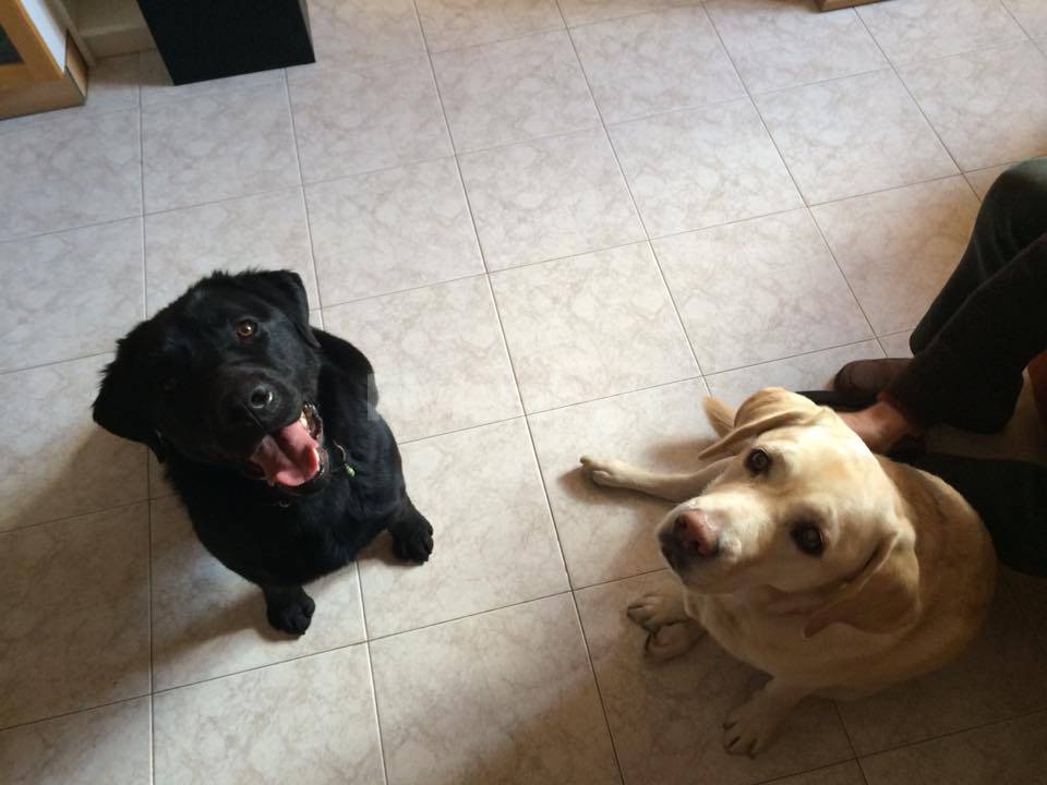 Civezza, labrador assiste un cane e il padrone entrambi non vedenti