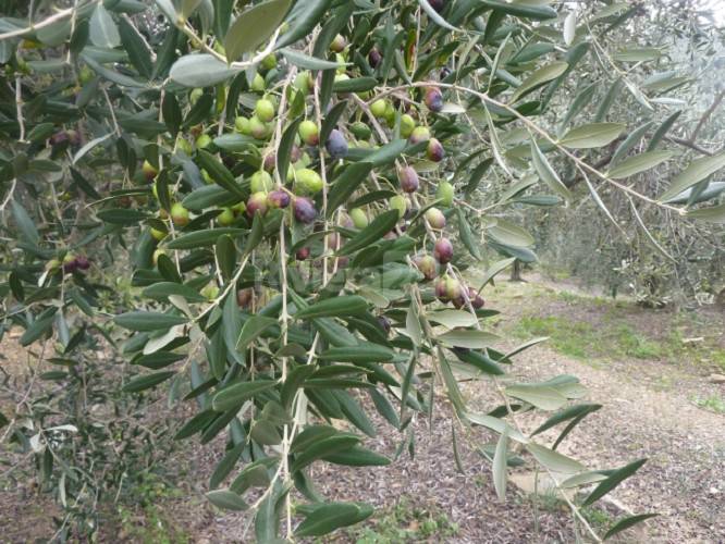 Domenica delle palme: Papa Francesco benedirà anche le olive di Prelà