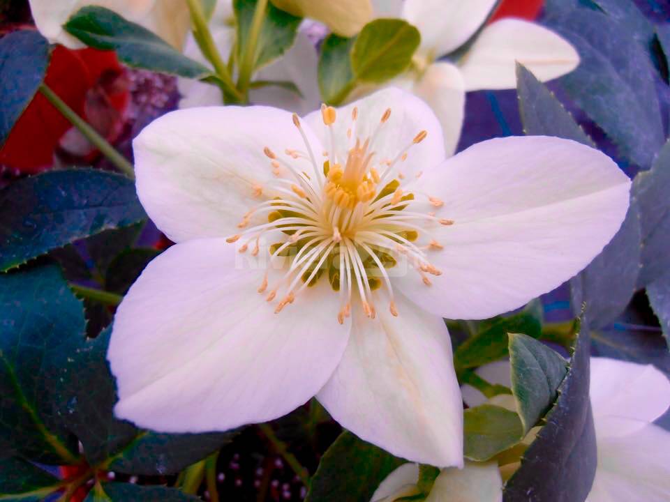 riva ligure sanremo in fiore