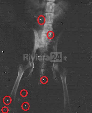 radiografia cane