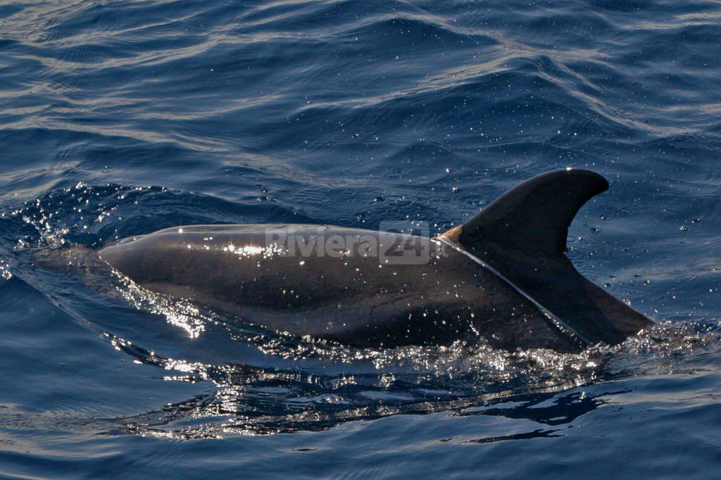 Gli angeli custodi di Tethys salvano un delfino intrappolato al largo di Sanremo