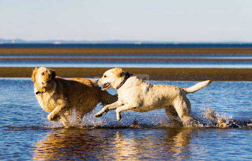 Riviera24 - cane, spiaggia