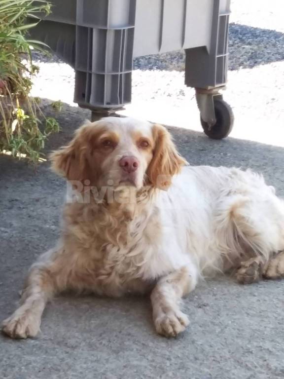 Santo Stefano al mare, scomparso un cane