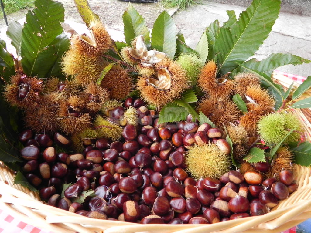 castagne