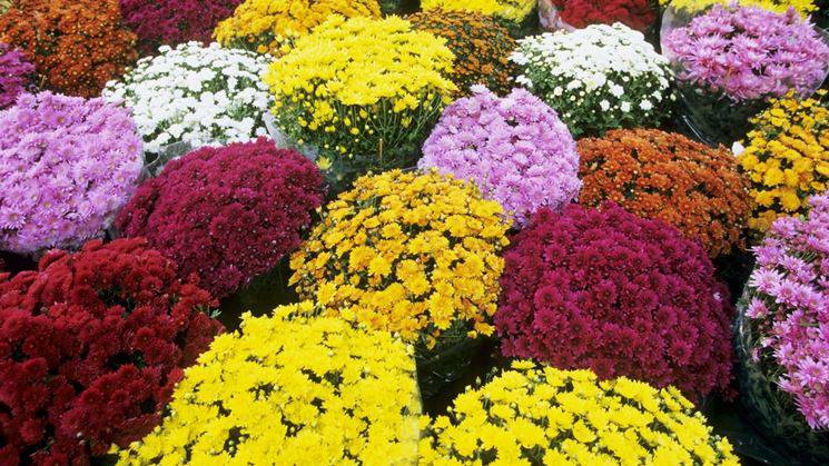 Floricoltura, Coldiretti: «Ad Ognissanti crisantemi e ciclamini ‘Made in Liguria’»