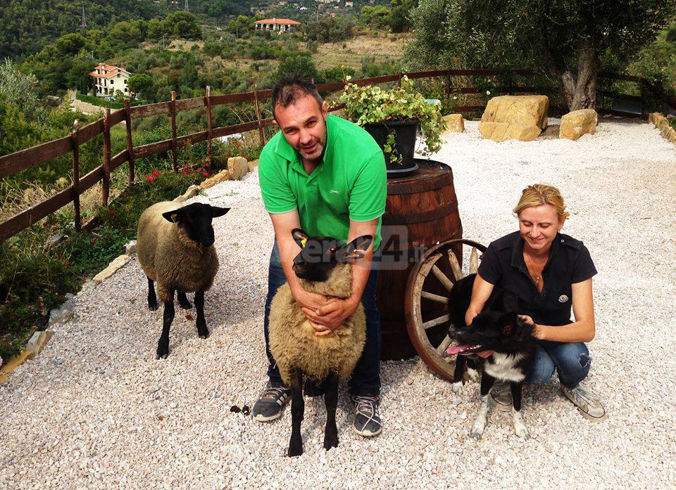 Seborga, cane spaventa pecore “Suffolk”: disperse per due giorni e ritrovate grazie a task force di volontari