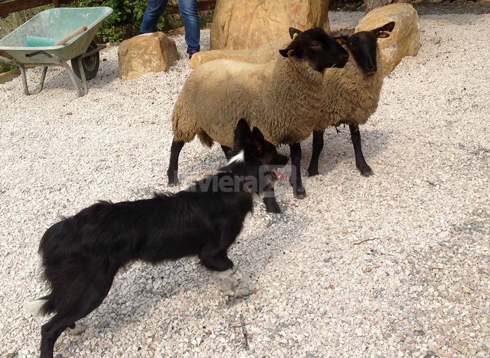 Seborga, cane spaventa pecore “Suffolk”: disperse per due giorni e ritrovate grazie a task force di volontari