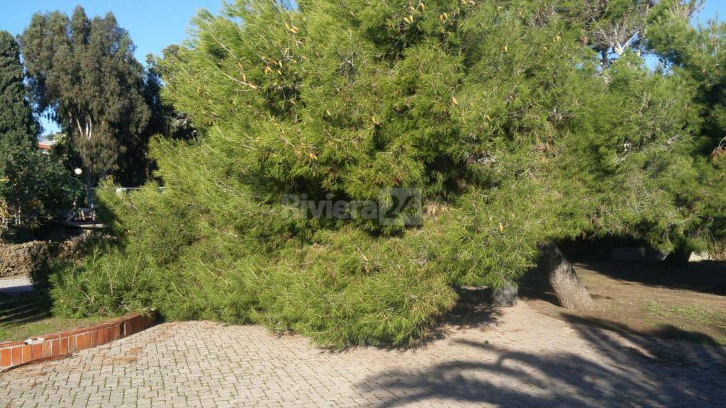 Sanremo, pino marittimo cade in via Scoglio: gli ultimi strascichi del maltempo