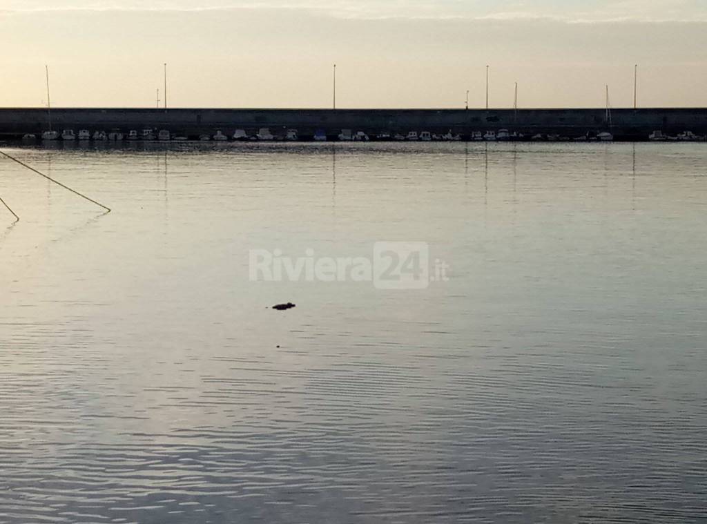 Cadavere ripescato nel porto di Imperia Oneglia