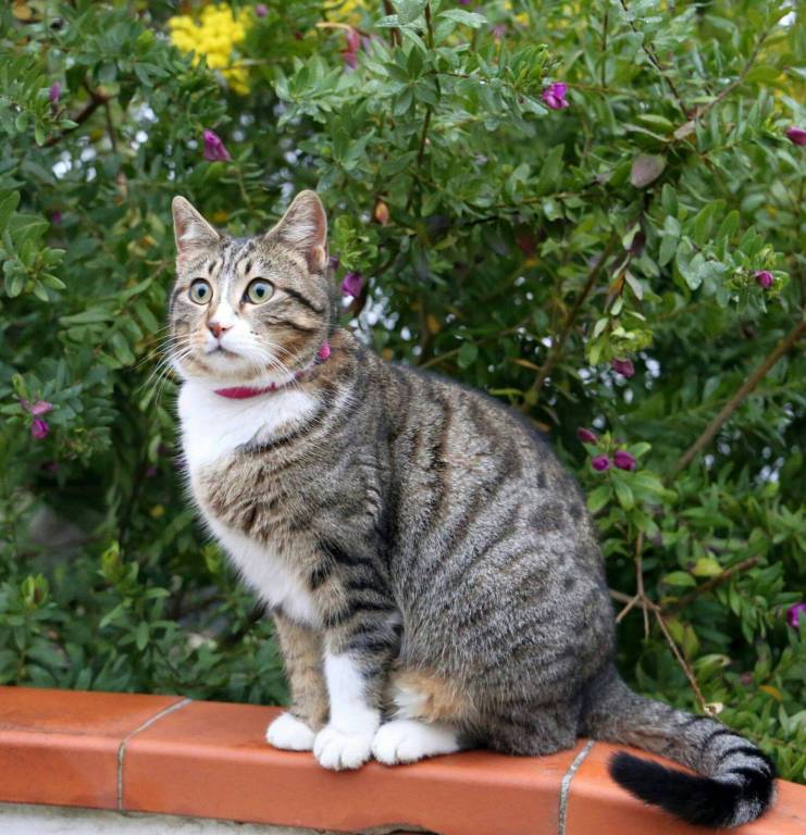 Gatto, Giornata mondiale del gatto