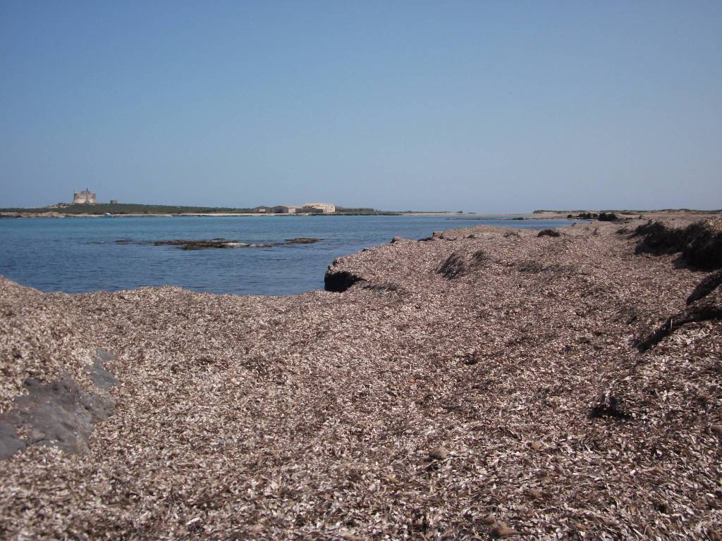 riviera24 - posidonia spiaggiata