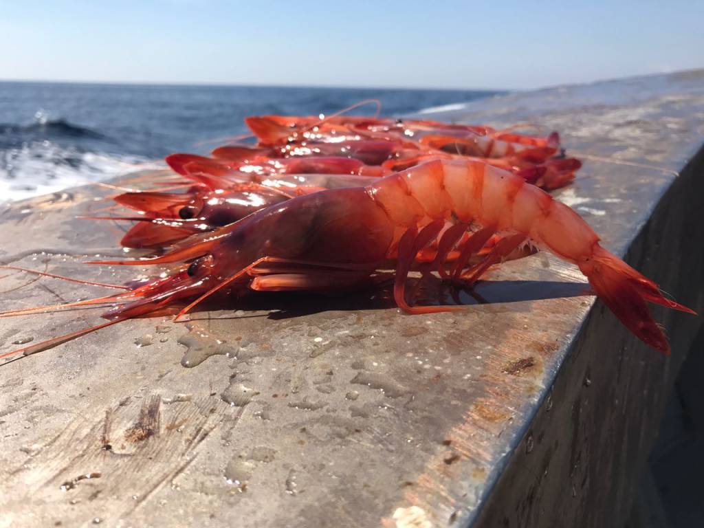 Il gambero rosso di Sanremo protagonista a Slow Fish