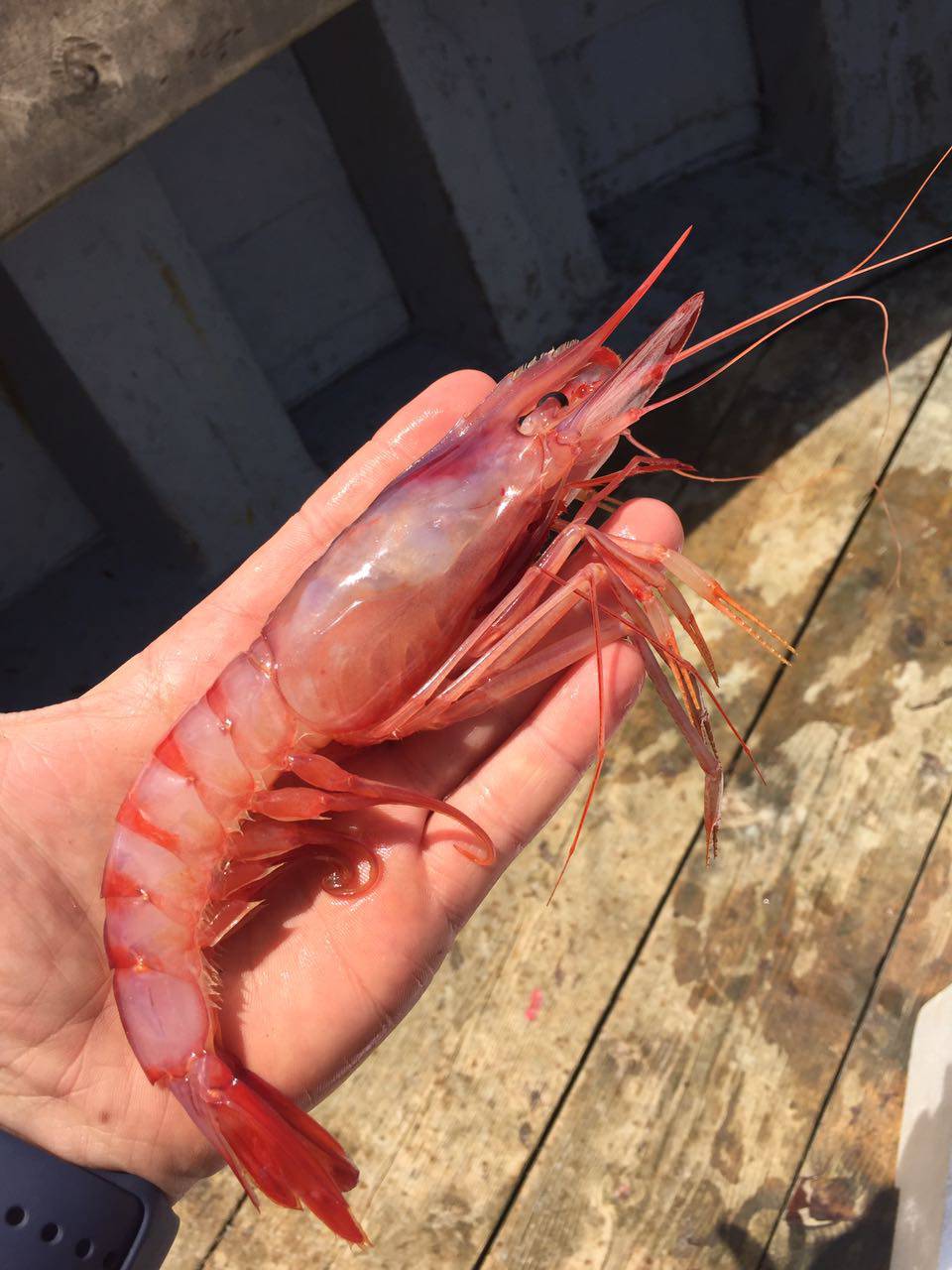 La pesca del gambero rosso di Sanremo protagonista su Geo&Geo