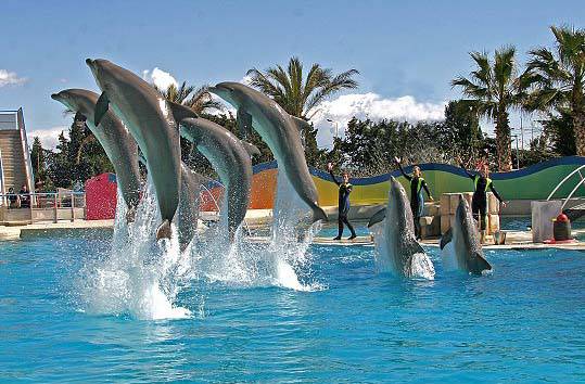 Antibes, in Francia cambia la legge: a Marineland niente più bagni con i delfini, vasche più grandi del 150%