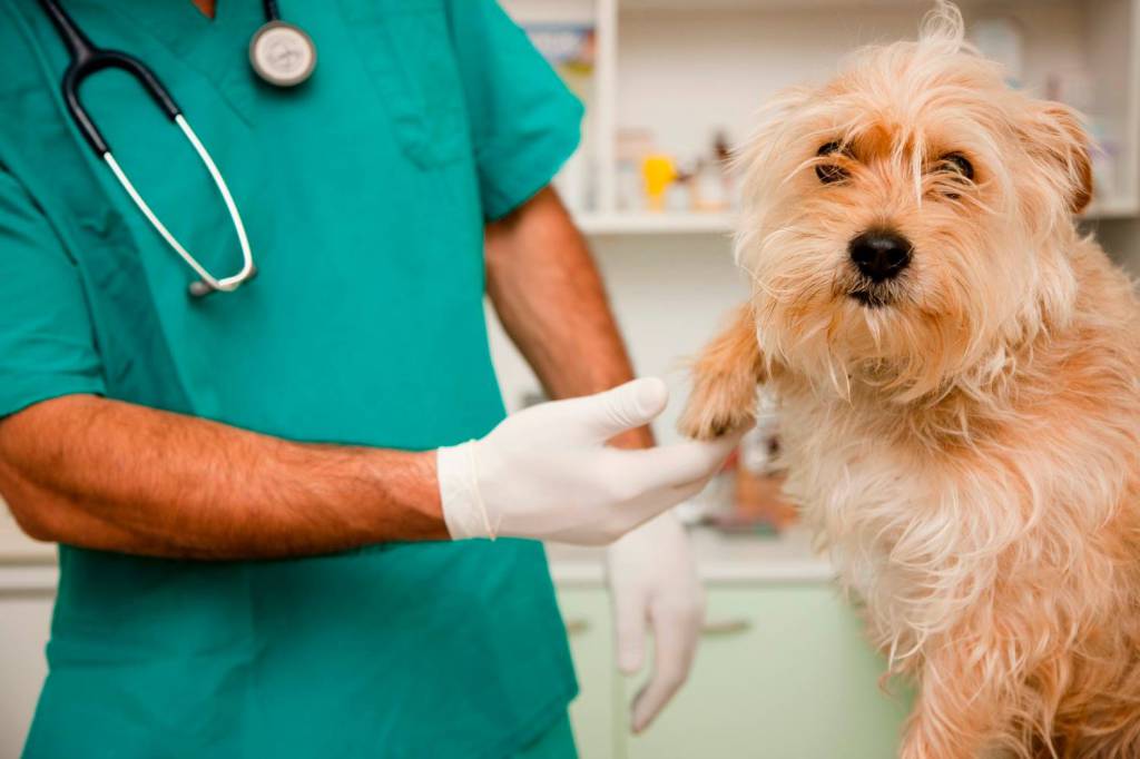 Cane dal veterinario