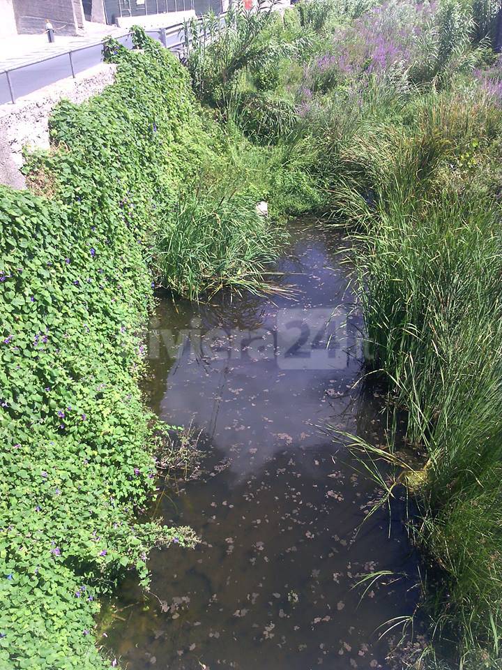 A Imperia fiumi come foreste e spuntano topi e cinghiali, cresce la preoccupazione dei cittadini