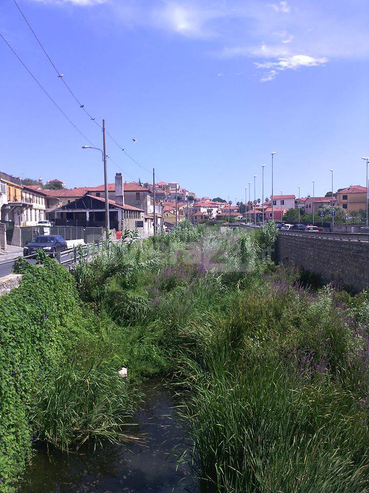 A Imperia fiumi come foreste e spuntano topi e cinghiali, cresce la preoccupazione dei cittadini