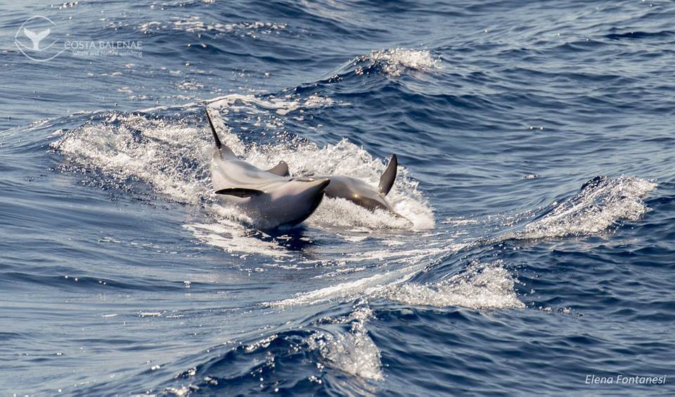 Avvistamenti di cetacei sempre più frequenti, Costa Balenae ricorda il codice etico di Pelagos