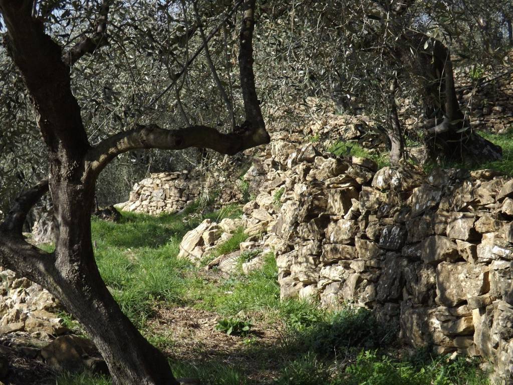 “Camminata tra gli olivi”, l’iniziativa che promuove il territorio e l’olio extravergine d’oliva