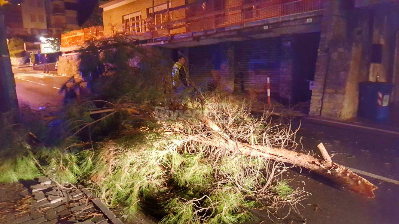 Sanremo, sfiorato l’incidente per il crollo di un grosso ramo in via Padre Semeria