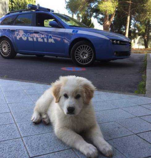 “Sisma”, il cane maremmano trovato tra le macerie ad Amatrice ha trovato una nuova famiglia a Imperia