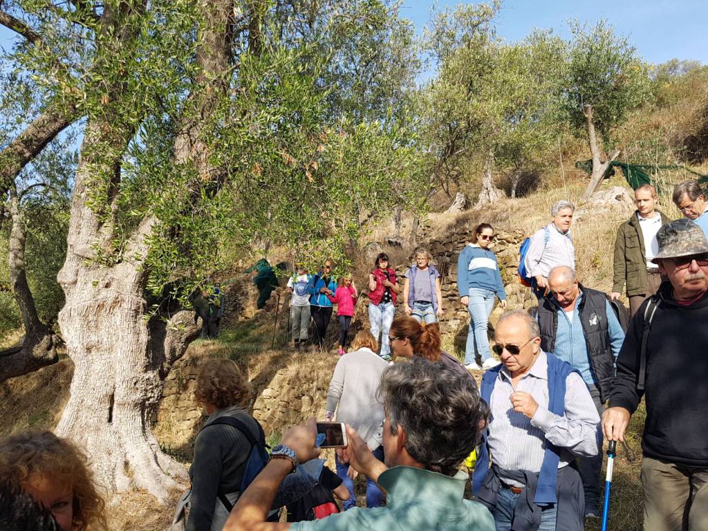 camminata tra gli olivi