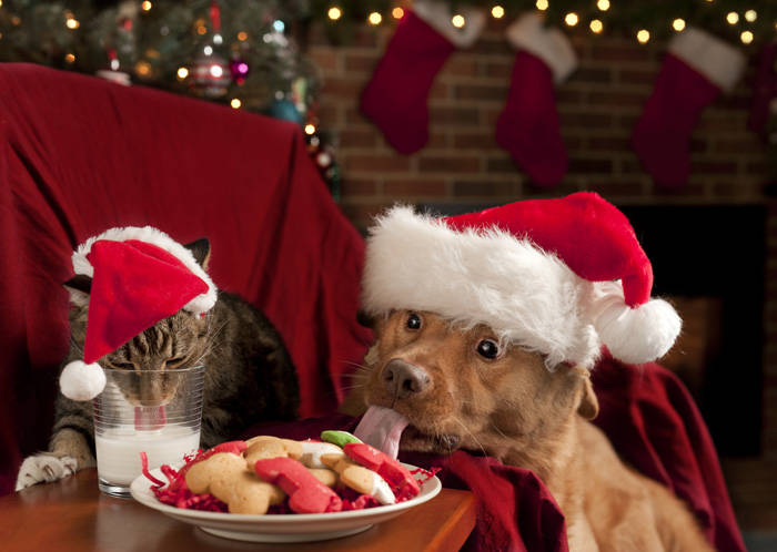 Natale cani e gatti